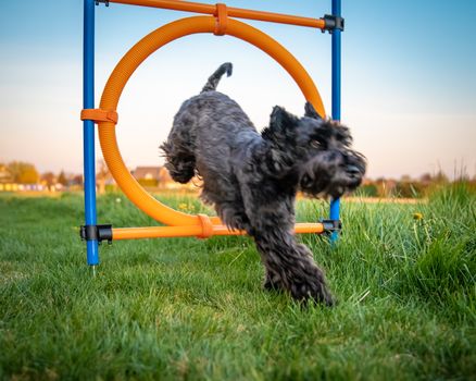 little black dog on agility jumps over a circle at sunset.