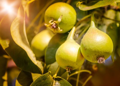 Young little green pears on the tree with sun effect