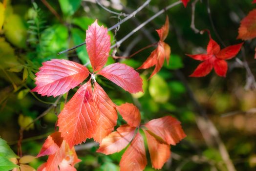 Red Virginia Creeper leaves and green Maple leaves under the tepid autumn sun