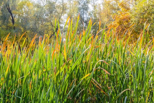 Bulrush leaves close to the lake in autumn