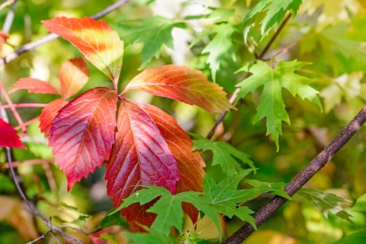 Red Virginia Creeper leaves and green Maple leaves under the tepid autumn sun