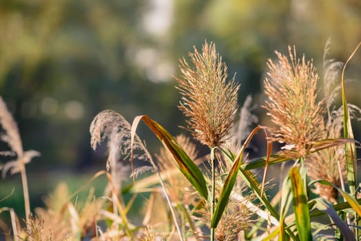 Phragmites australis flower close to the lake in autumn