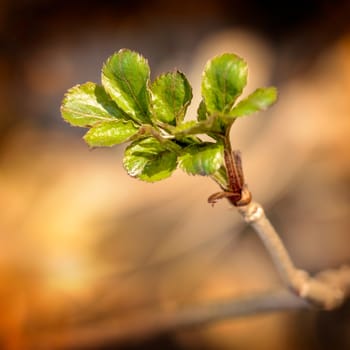 Little young green sprouts and leaves under the spring sun