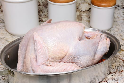 Closeup of an uncooked Thanksgiving Turkey in roasting pan on a kitchen counter top. 