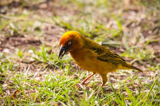 The Cape Weaver (Ploceus capensis) is a stocky bird with streaked olive-brown upper parts and a long pointed conical bill. The breeding male has a yellow head and underparts, an orange face, and a white iris.