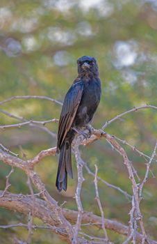 The Fork-tailed Drongo (Dicurus adsimilis) hunts insects from a perch or often follow large animals to hunt disturbed insects. They are also known to steal prey from other insectivores.