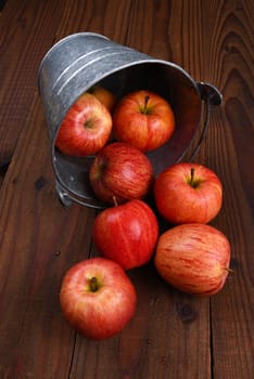 Fresh picked Gala Apples spilling from a metal bucket onto a rustic wood table.