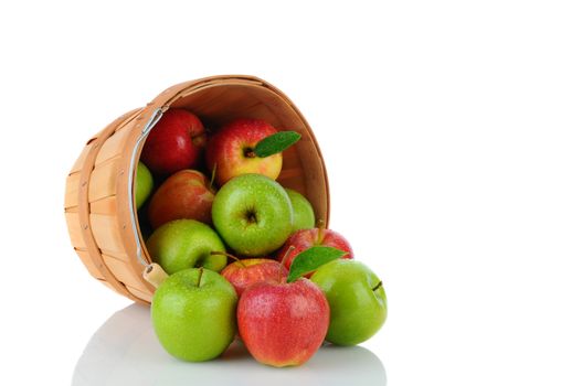 A basket of fresh picked Gala and Granny Smith Apples on its side with fruit spilling out. Horizontal format over a white background with reflection.