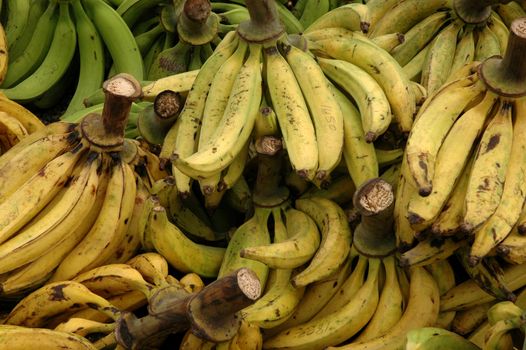 Plantain bunches at open air market