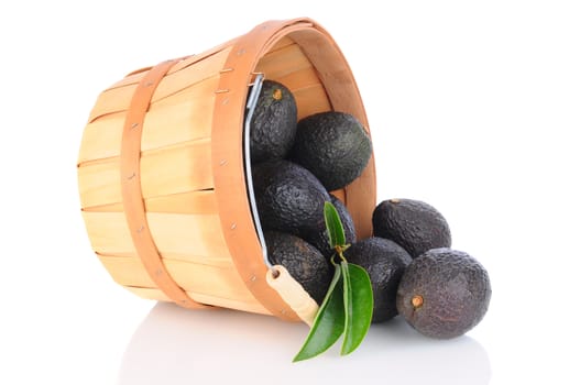 A basket of Hass Avocados tipped over and spilling onto the reflective surface. Horizontal format.