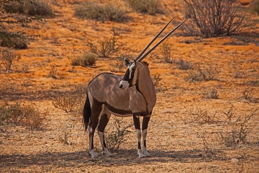 Single Oryx in Kgalagadi Trans Frontier Park