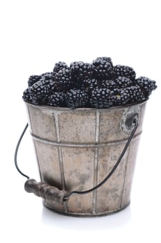 A pail of freshly picked blackberries on a white background with slight reflection. Vertical Format.