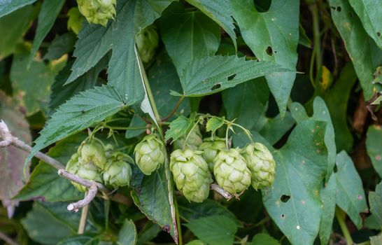 Proven, Flanders, Belgium - September 15, 2018: Closeup of hops cones on the plant ready to be harvested. Green environment with brownish twigs.