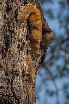 The African bush squirrel is a genus of squirrels that consist of 11 species of which the Smith’s Bush squirrel is one. Smith’s Bush Squirrel (Paraxerus cepapi), otherwise known as the Yellow-footed Squirrel