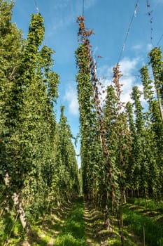 Proven, Flanders, Belgium - September 15, 2018: Rows of tall green hops plants on the field under blue sky. Suspension lines and poles visibles.