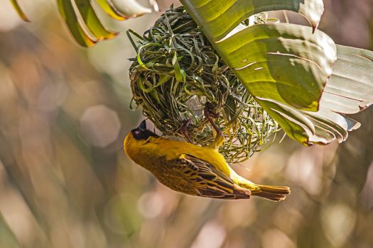 The Village Weaver (Ploceus cucullatus), in it's bright yellow breeding plumage, busy weaving a nest.