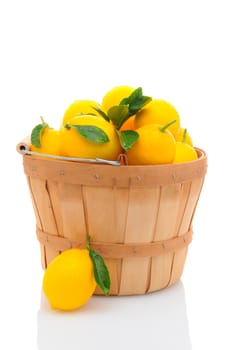 A basket full of fresh picked lemons isolated on a white background. Vertical format.