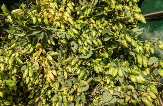 Proven, Flanders, Belgium - September 15, 2018: Closeup of load of just harvested hops plant strings full of cones. Fifty shades of green.