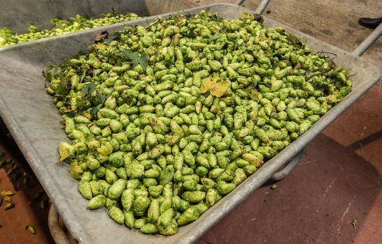 Proven, Flanders, Belgium - September 15, 2018: closeup of gray wheelbarrow full of freshly harvested green hops cones.