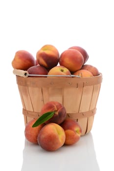 A bushel basket full of fresh picked yellow peaches, with a stack of loose fruit in front. Vertical format isolated on white with reflection.
