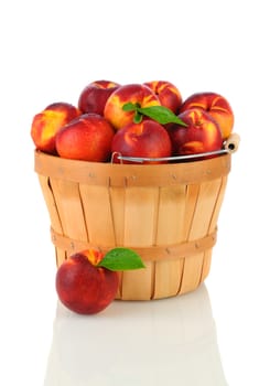 A basket full of fresh picked Nectarines. Vertical format over a white background with reflection.