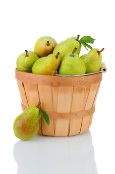 A basket full of fresh picked Bartlett Pears. Vertical format over a white background with reflection.