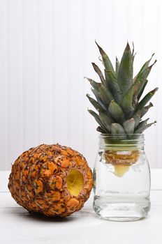 Rooting a pineapple top in a jar of water for transplanting.