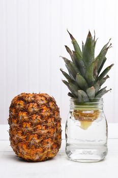 Propagating a pineapple top in a jar of water for transplanting.