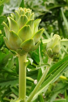 Artichoke plant (Cynara scolymus), a perennial thistle, with two flowerheads. Focus is on the front Artichoke.