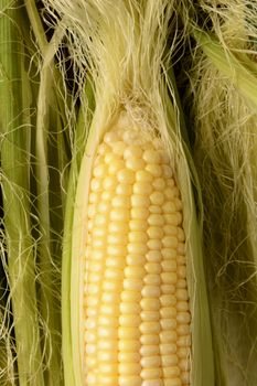 Closeup of a partially shucked ear of corn in vertical format. The fresh picked sweet corn fills the frame surrounded by silk and husk.