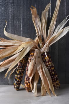 Closeup of three ears of flint corn leaning on a gray rustic wall.