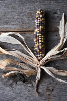 Vertical high angle shot of a single cob of Flint corn on a rustic wood table. Also known as Indian Corn, Calico Corn and Ornamental Corn.