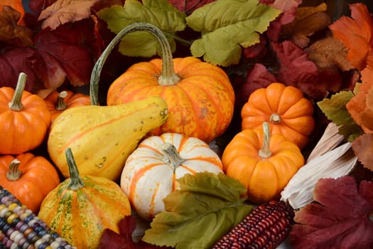 High angle view of a Fall still life  with assorted gourds and pumpkins, indian corn and leaves. 