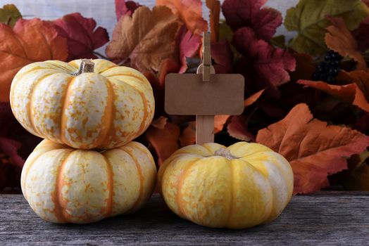 Autumn Farm Stand with three white pumpkins blank price sign and Autumn Leves