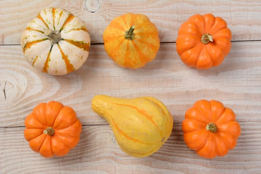 Gourds and pumpkins from a high angle on a white rustic wooden table. Horizontal format.