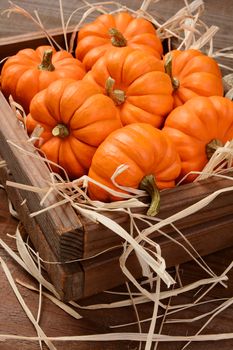 Closeup of a bunch of mini orange pumpkins in a wooden crate with straw. Vertical format with shallow depth of field.