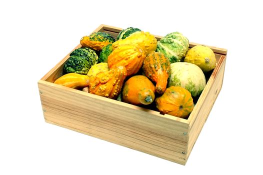 Gourds In wood Box