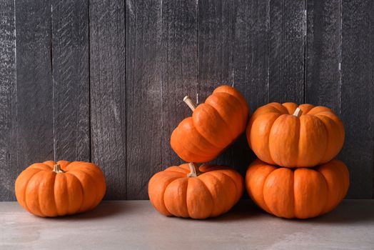 Five decorative mini pumpkins for Autumn display. Horizontal against a dark gray wood background, with copy space.