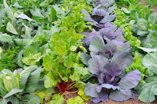 Winter vegetables growing in a garden including Broccoli, Rhubarb, Cabbage and Red Cabbage
