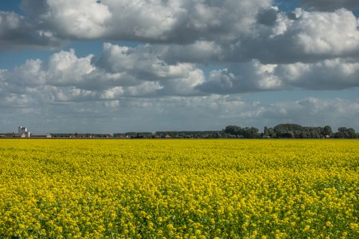Isabellahaven, Zeeland, Netherlands - September 21, 2018: Wide shot of yellow blooming canola field under heave flowing coudscape. fine dark green line of trees and buildings separated earth from sky.