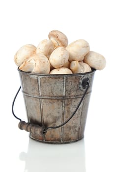 Fresh picked mushrooms in an old metal bucket over a white background with slight reflection.