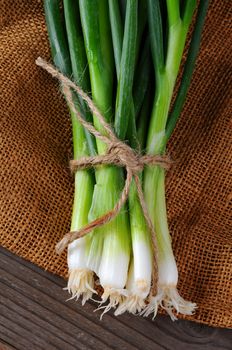 Closeup of a bunch of Green Onions on a burlap and wood background. Scallions are tied with twine. Vertical format.