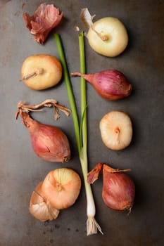 Shallots and green onion and yellow boiling onions. Vertical format on metal sheet. 