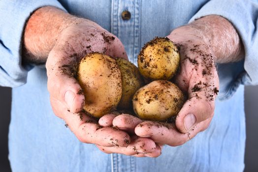 Closeup of a farmers dirty hands holding his fresh harvested locally grown organic potatoes.
