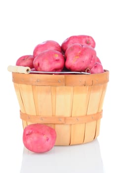 A bushel basket full of red potatoes on white background with reflection. Vertical Format