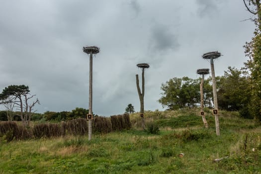 Knokke-Heist, Belgium - September 22, 2018: Four stork nests on poles in Zwin Nature reserve and Bird Refuge. Green dune environment and silver cloudy rain sky.