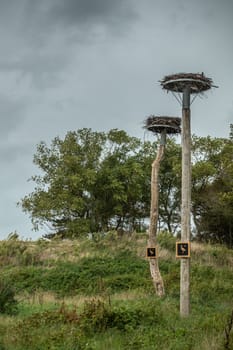 Knokke-Heist, Belgium - September 22, 2018: Two stork nests on poles in Zwin Nature reserve and Bird Refuge. Green dune environment and silver cloudy rain sky.