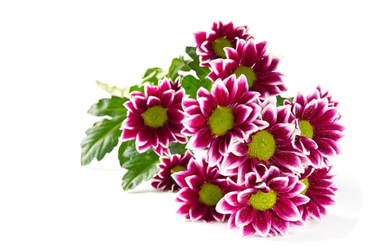 Beautiful fresh pink chrysanthemum, close-up shot, pink daisies flowers