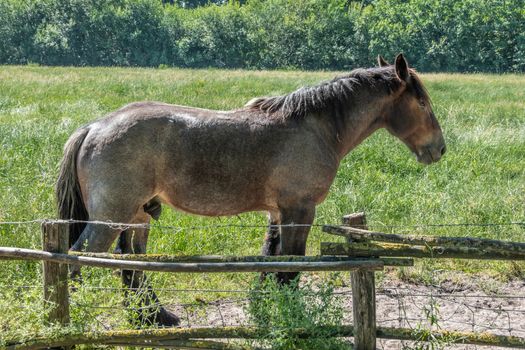 Bokrijk, Belgium - June 27, 2019: Closeup of brown Belgian work horse stallion in green meadow behind barbed wire. Green trees in back.