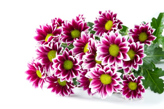 Beautiful fresh pink chrysanthemum, close-up shot, pink daisies flowers